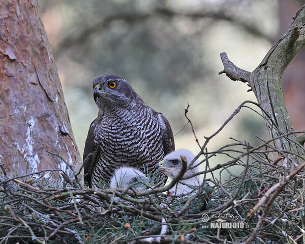 Habicht (Accipiter gentilis)