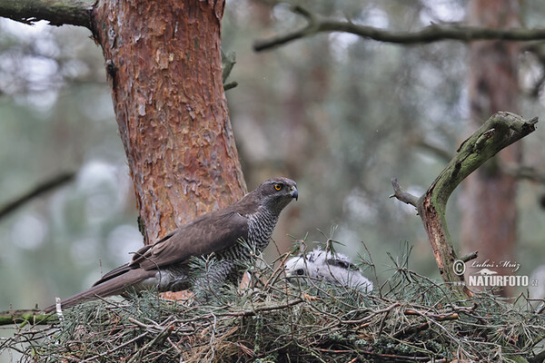 Habicht (Accipiter gentilis)