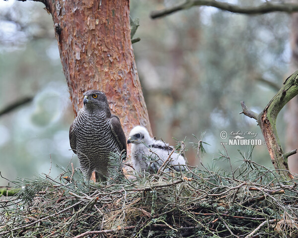 Habicht (Accipiter gentilis)