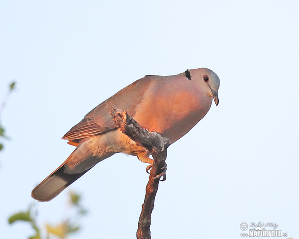 Halbmondtaube (Streptopelia semitorquata)