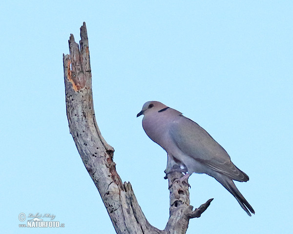 Halbmondtaube (Streptopelia semitorquata)