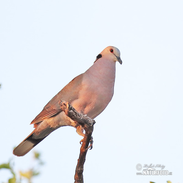 Halbmondtaube (Streptopelia semitorquata)