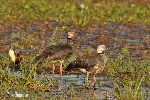 Halsband-Wehrvogel (Chauna torquata)