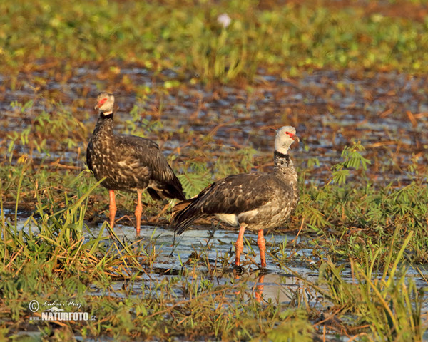 Halsband-Wehrvogel (Chauna torquata)