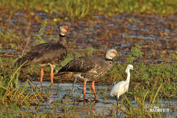 Halsband-Wehrvogel (Chauna torquata)