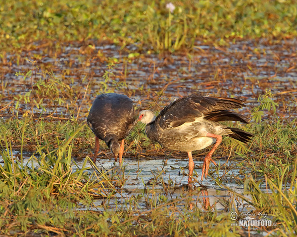 Halsband-Wehrvogel (Chauna torquata)