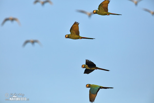 Halsbandara (Primolius auricollis)