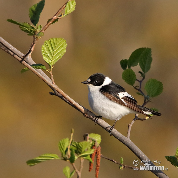 Halsbandschnäpper (Ficedula albicollis)