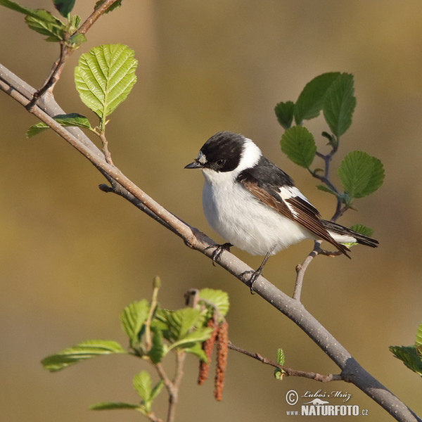 Halsbandschnäpper (Ficedula albicollis)