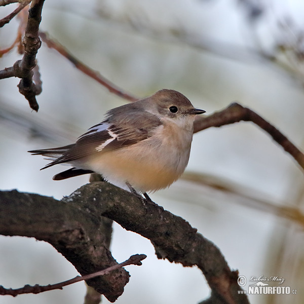 Halsbandschnäpper (Ficedula albicollis)