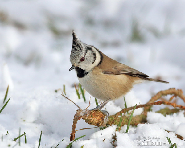 Haubenmeise (Lophophanes cristatus)