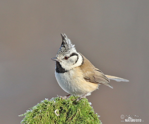 Haubenmeise (Lophophanes cristatus)