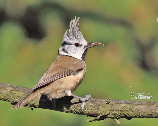 Haubenmeise (Lophophanes cristatus)