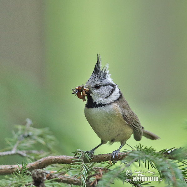 Haubenmeise (Lophophanes cristatus)