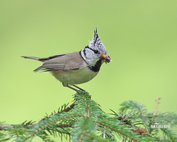 Haubenmeise (Lophophanes cristatus)