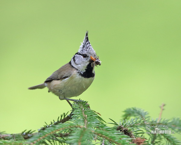 Haubenmeise (Lophophanes cristatus)