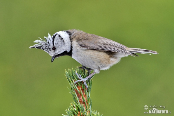 Haubenmeise (Lophophanes cristatus)