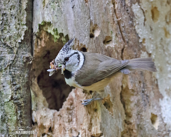 Haubenmeise (Lophophanes cristatus)