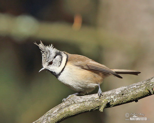 Haubenmeise (Lophophanes cristatus)