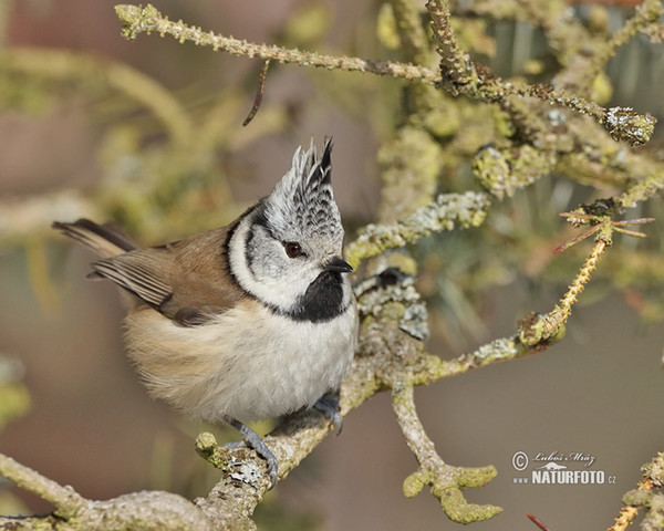 Haubenmeise (Lophophanes cristatus)