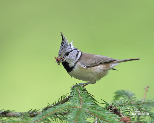 Haubenmeise (Lophophanes cristatus)