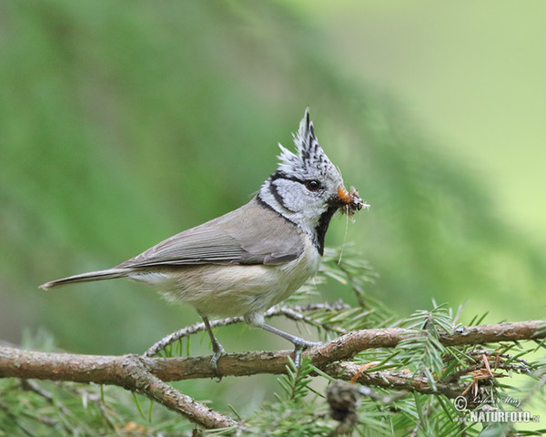 Haubenmeise (Lophophanes cristatus)