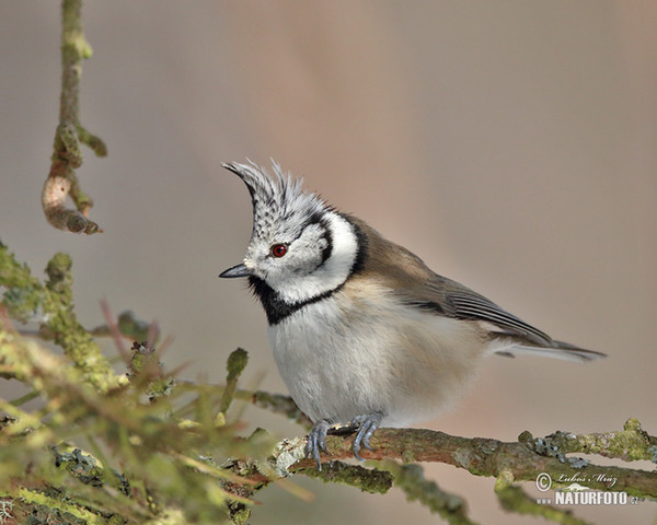 Haubenmeise (Lophophanes cristatus)