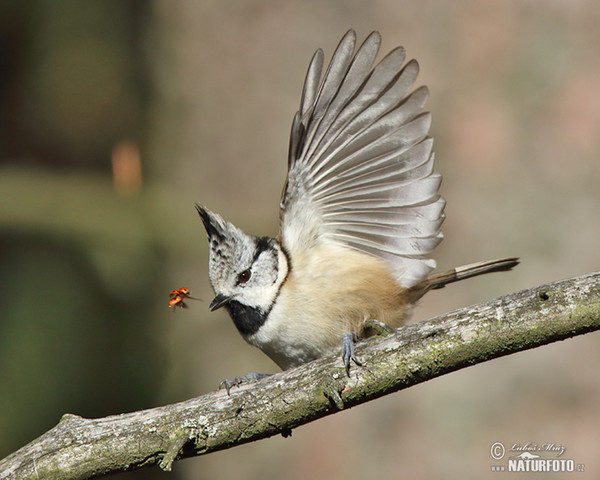 Haubenmeise (Lophophanes cristatus)