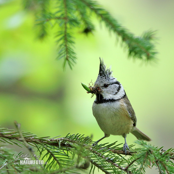 Haubenmeise (Lophophanes cristatus)