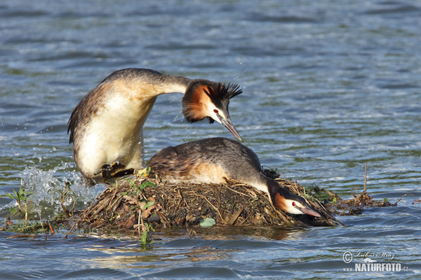 Haubentaucher (Podiceps cristatus)