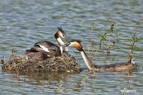 Haubentaucher (Podiceps cristatus)