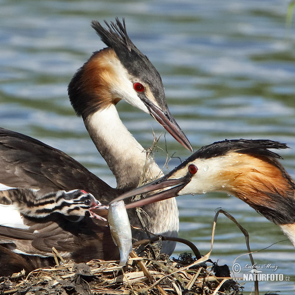 Haubentaucher (Podiceps cristatus)