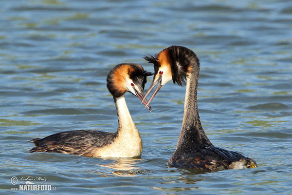 Haubentaucher (Podiceps cristatus)