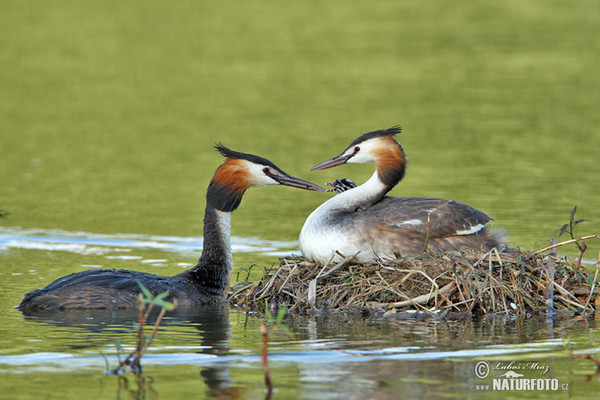 Haubentaucher (Podiceps cristatus)