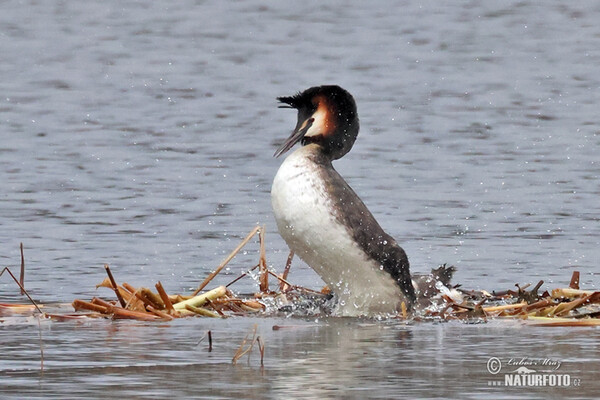 Haubentaucher (Podiceps cristatus)