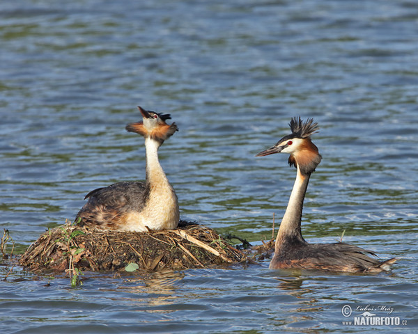 Haubentaucher (Podiceps cristatus)