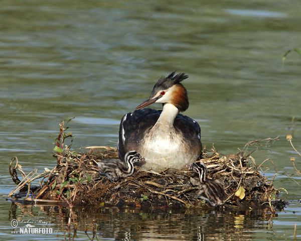 Haubentaucher (Podiceps cristatus)