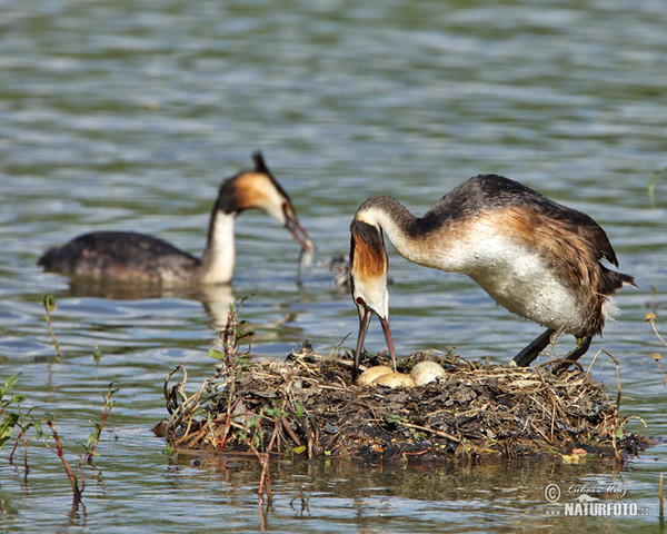 Haubentaucher (Podiceps cristatus)