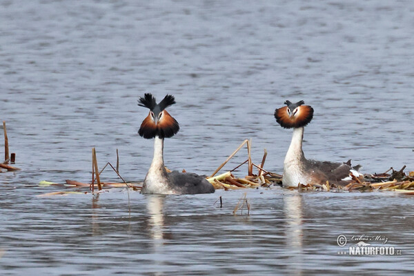 Haubentaucher (Podiceps cristatus)