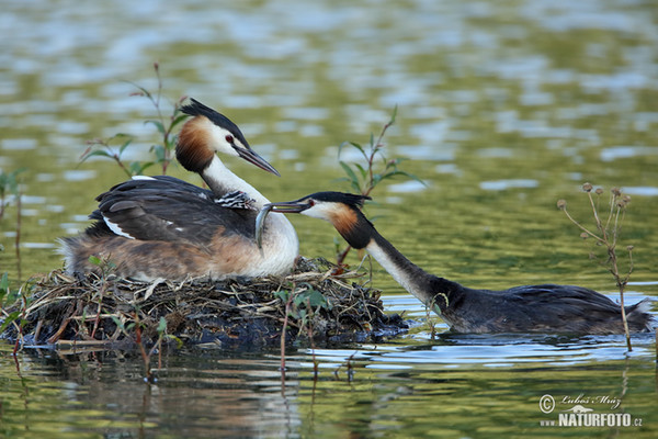 Haubentaucher (Podiceps cristatus)