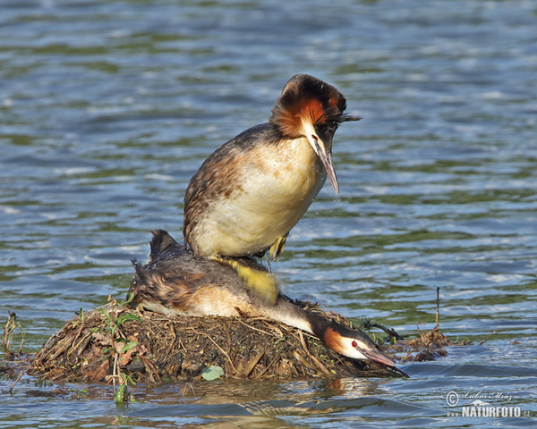 Haubentaucher (Podiceps cristatus)