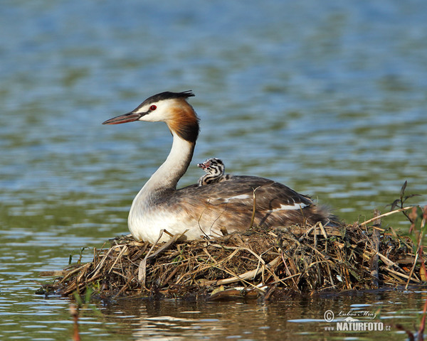 Haubentaucher (Podiceps cristatus)