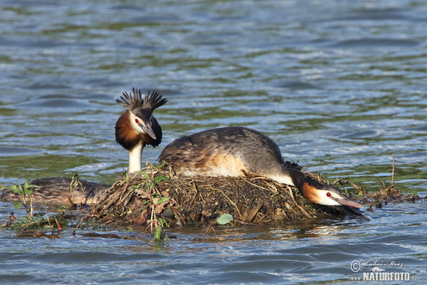 Haubentaucher (Podiceps cristatus)