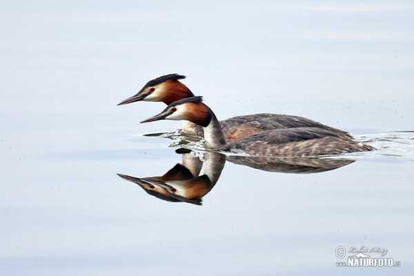 Haubentaucher (Podiceps cristatus)