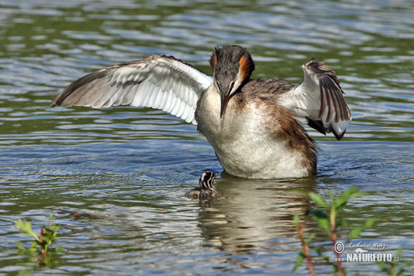 Haubentaucher (Podiceps cristatus)