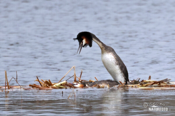 Haubentaucher (Podiceps cristatus)