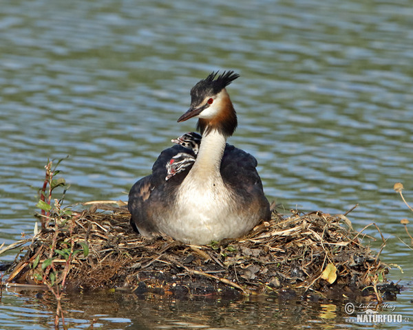 Haubentaucher (Podiceps cristatus)