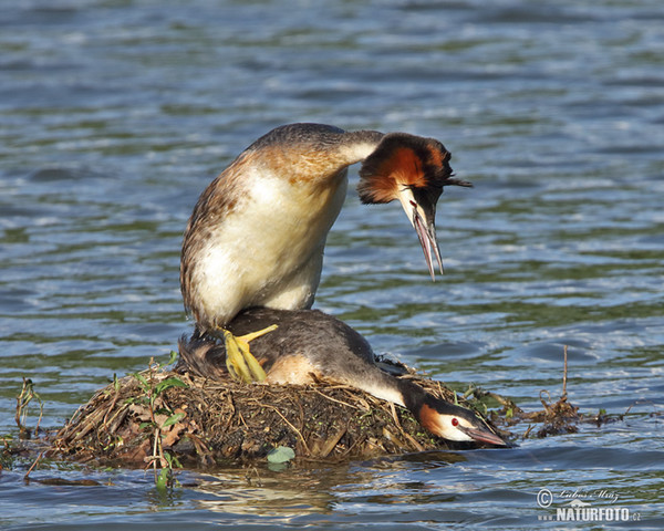 Haubentaucher (Podiceps cristatus)