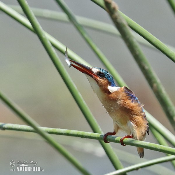 Haubenzwergfischer (Corythornis cristatus)