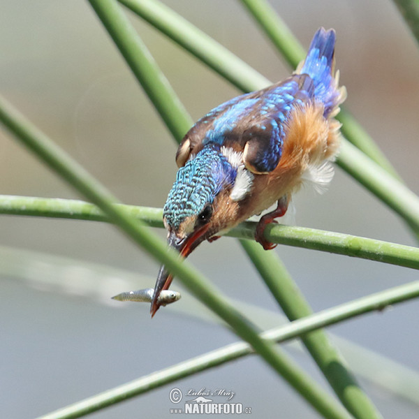 Haubenzwergfischer (Corythornis cristatus)